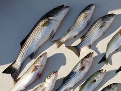 7 striped bass caught in Neavitt fishing
