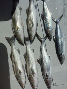 7 Spanish Mackerel and Striped Bass fish caught in MD
