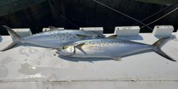 Two Spanish Mackerel fish in Neavitt