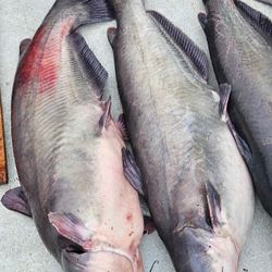 Blue catfish fishing in Neavitt