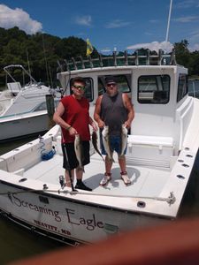 3 bluefish caught while fishing in MD
