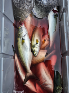 Good bluefish action today using light tackle and trolling techniques!