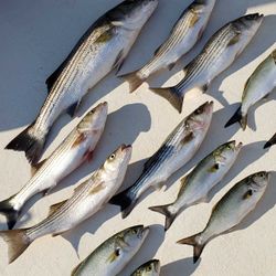 Bluefish, Striped Bass caught fishing in MD