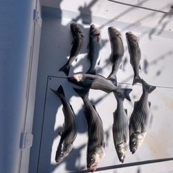 Eight striped bass caught while fishing in MD