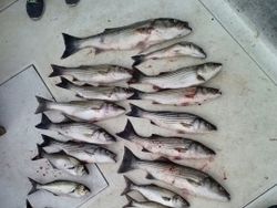 11 striped bass and bluefish caught fishing in Neavitt