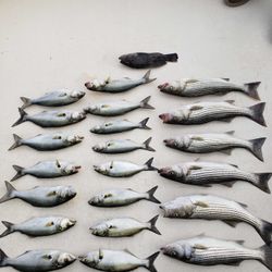 19 striped bass and bluefish caught in MD