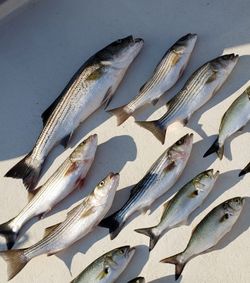 Explore Chesapeake Bay's Bounty: Book Your Fishing