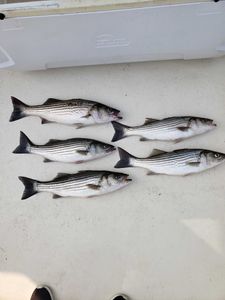 Five Striped Bass caught while fishing in MD