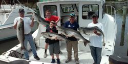 Five striped bass caught during fishing in Neavitt