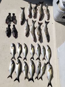Striped bass and bluefish caught in MD