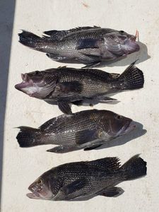 4 sea bass caught while fishing in MD