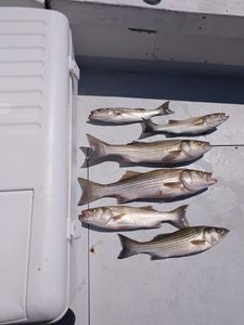 Six striped bass and bluefish caught in MD