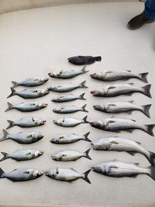Six striped bass and bluefish caught while fishing in Maryland