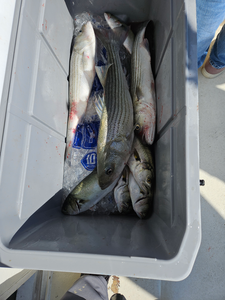 Three striped bass in the cooler! Great day of trolling and bow fishing in clear conditions.
