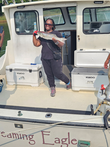Nice striped bass on light tackle trolling in Neavitt!