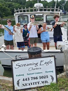 Nice striped bass from today's charter on partly cloudy waters!