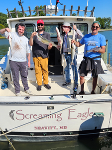 Nice striped bass using trolling and light tackle techniques!