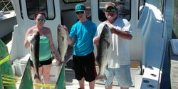 Three striped bass caught in MD