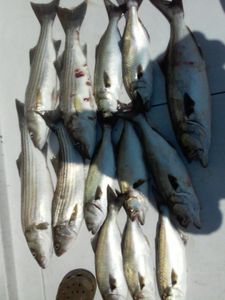 9 striped bass caught fishing in MD