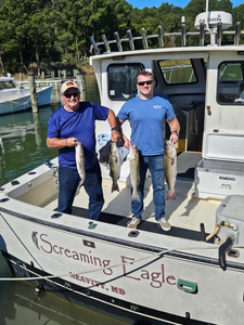 Blasted today with four striped bass using light tackle and bow fishing techniques!
