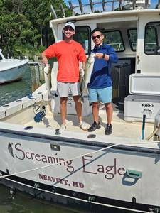 Nice striped bass using trolling and light tackle today!