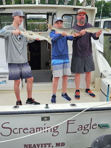 Exciting striped bass action using trolling and bow fishing techniques at Neavitt!