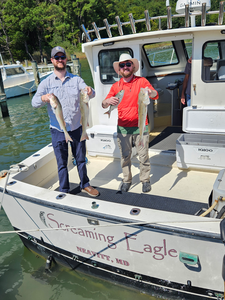 Great striped bass action using light tackle and trolling techniques!