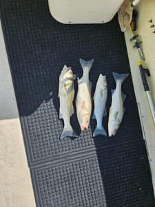 Nice haul of striped bass using trolling and bow fishing techniques with light tackle.