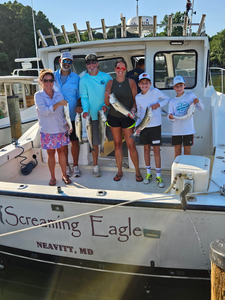 Exciting day trolling and bow fishing for stripers in clear conditions - best light tackle action!