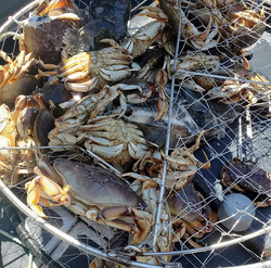 One person fishing in Port Renfrew