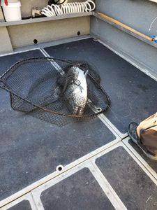 Scenic view of Port Renfrew coastline