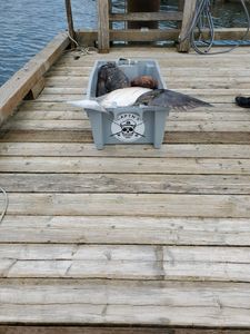Scenic view of Port Renfrew