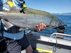 A single rainbow trout caught in Port Renfrew, great fishing