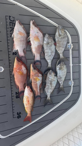 7 fishing rods in action on a sunny day in FL
