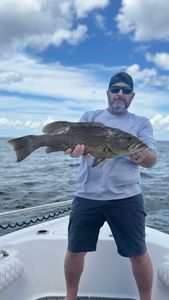 Gag grouper caught while fishing in FL