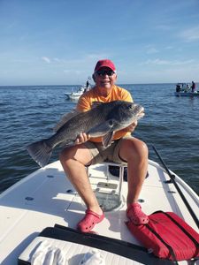 Black Drum fish caught while fishing