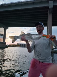Snook fish caught fishing in FL