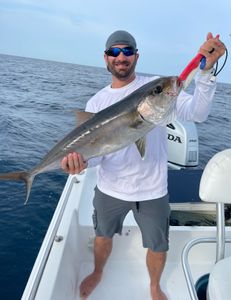 Amberjack Wonders In Panama City, FL