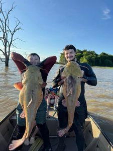 Two flathead catfish and blue catfish being caught in Arkansas