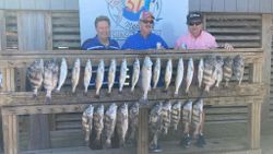 Black Drum, Sea Trout, Redfish in TX