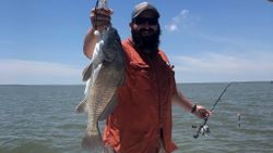 Large Black Drum Caught in Corpus Christi, TX