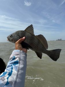 Black Drum fish caught while fishing in Corpus Christi