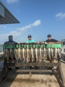 Eight black drum fish caught in Corpus Christi