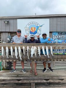 Eleven black drum and spotted weakfish caught by five anglers fishing in Corpus Christi