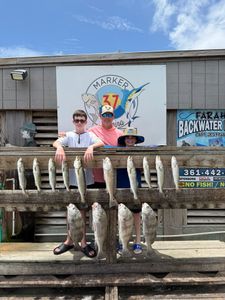 12 black drum, redfish, and spotted weakfish caught in Corpus Christi, Texas during a fishing trip