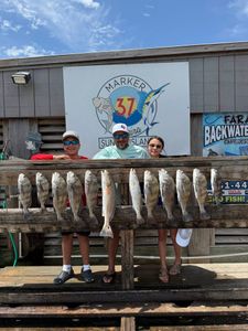 12 black drum and redfish caught while fishing in Corpus Christi