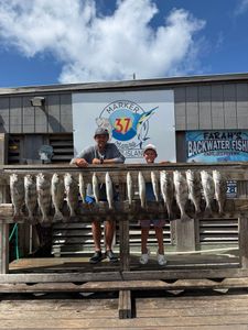 5 black drum, bluefish, and black drum fish caught in TX