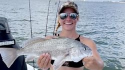 A single black drum fish caught in Corpus Christi