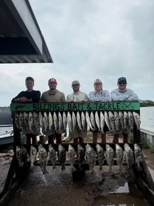 Large catch of black drum fish displayed on cleaning station at Corpus Christi TX fishing dock