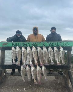 15 black drum fish caught in Corpus Christi
